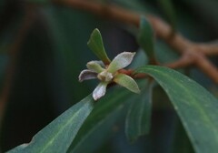 Persoonia conjuncta