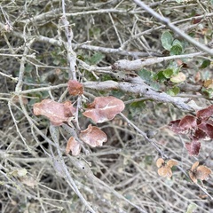 Andricus chrysolepidicola