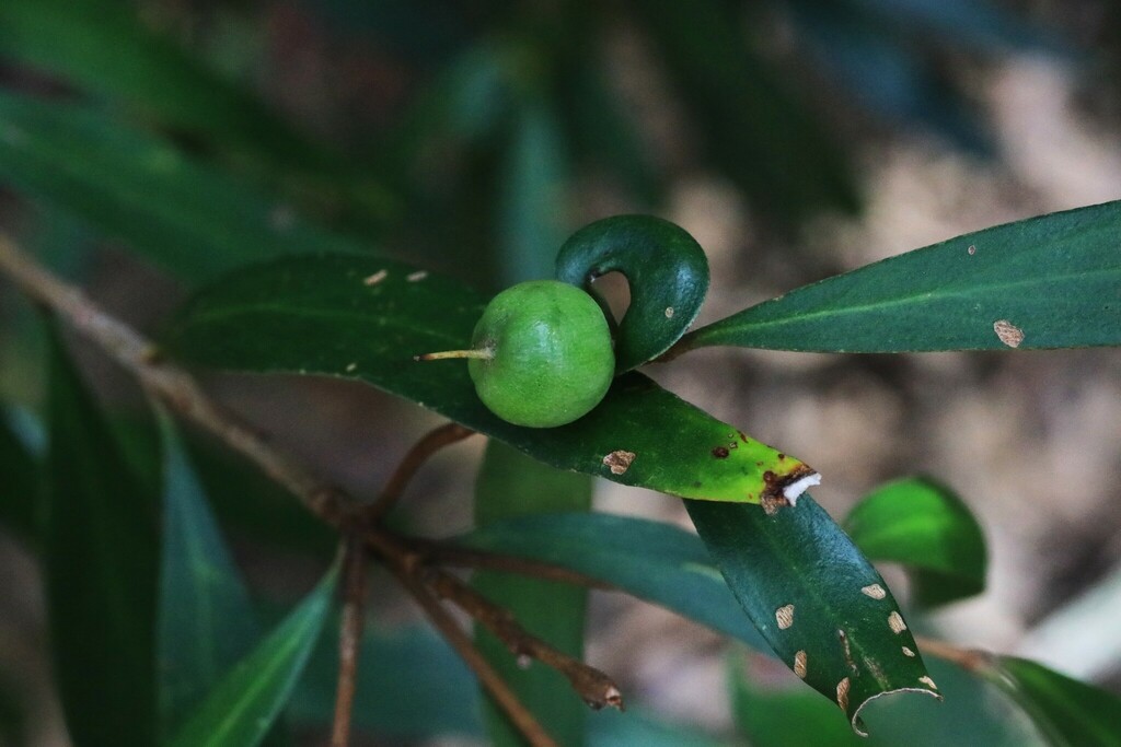 Persoonia conjuncta