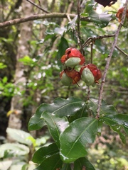 Ochna arborea
