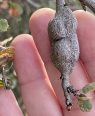 Andricus chrysolepidicola