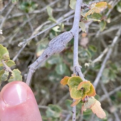 Andricus chrysolepidicola