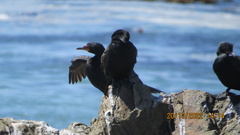 Phalacrocorax capensis