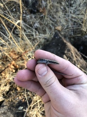 Elgaria multicarinata scincicauda