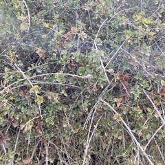 Andricus chrysolepidicola