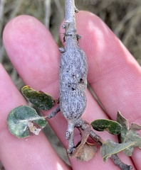 Andricus chrysolepidicola