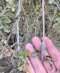 Andricus chrysolepidicola