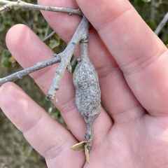 Andricus chrysolepidicola