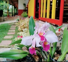 Cattleya trianae