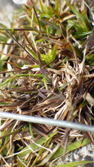 Poa