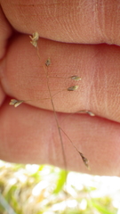 Poa