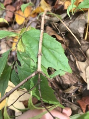 Philadelphus hirsutus