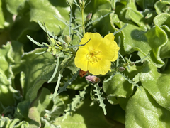 Eulobus crassifolius