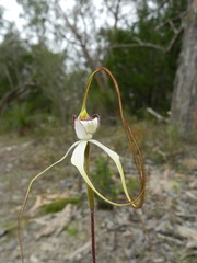 Caladenia venusta