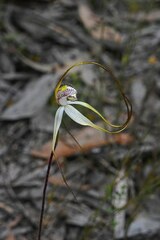 Caladenia venusta