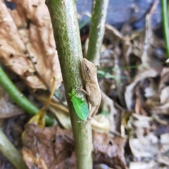 Anolis nebulosus