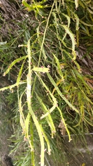 Muehlenbeckia platyclada