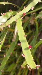 Muehlenbeckia platyclada