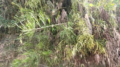 Muehlenbeckia platyclada
