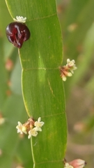 Muehlenbeckia platyclada