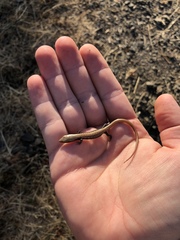 Elgaria multicarinata scincicauda