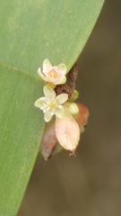 Muehlenbeckia platyclada