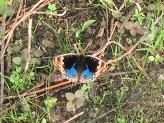 Junonia orithya wallacei