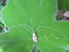 Ceromitia punctulata