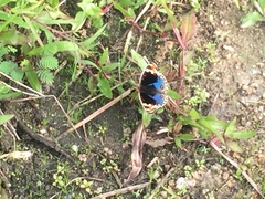 Junonia orithya wallacei