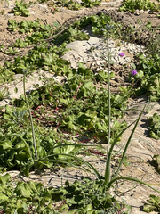 Triteleiopsis palmeri