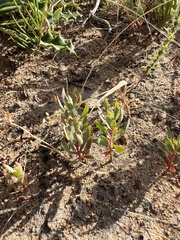Protea scolymocephala