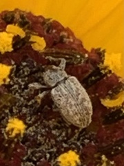 Trigonorhinus limbatus