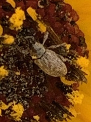 Trigonorhinus limbatus