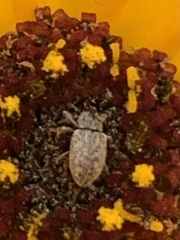 Trigonorhinus limbatus
