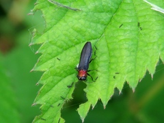 Agrilus ruficollis