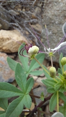 Cleome chilensis