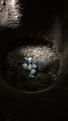 Nestor meridionalis septentrionalis