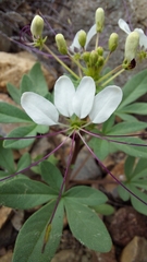 Cleome chilensis