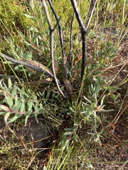 Protea scolymocephala