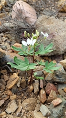Cleome chilensis