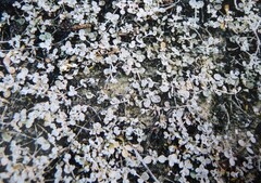 Atriplex buchananii
