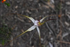 Caladenia venusta