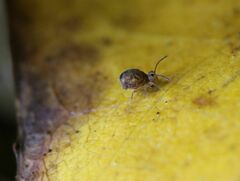 Dicyrtomina