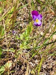 Viola tricolor