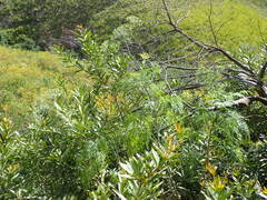 Notobubon gummiferum