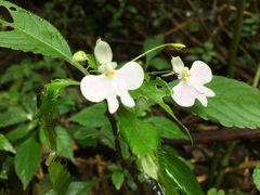 Impatiens hochstetteri