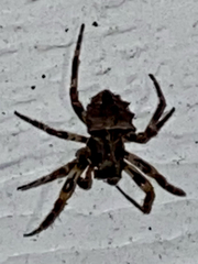 Acanthepeira stellata