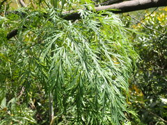 Notobubon gummiferum