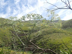 Notobubon gummiferum