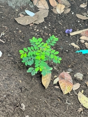 Phyllanthus tenellus